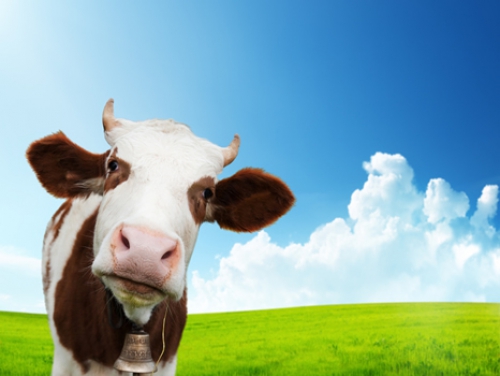 AGRO ELEVAGE